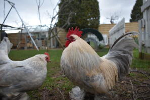 Lavendel millefleur booted bantam par