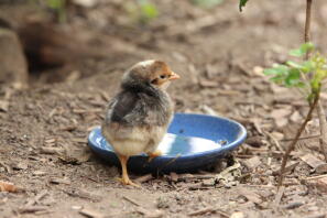 Cream legbar male kyckling