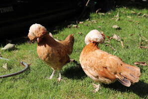 Två orange polska kycklingar som går på gräset