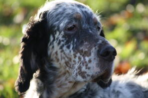 Vår miss bella.nu 11 år gammal och otroligt söt. hon är allergisk och har inte sin sköldkörtel i ordning sedan hon kastrerades.