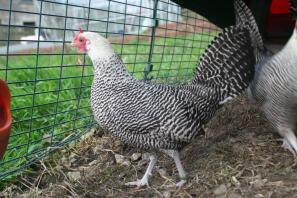 Silverpennad bantam