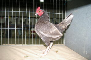 Kyckling i bur