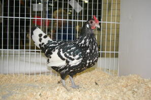 Kyckling i bur