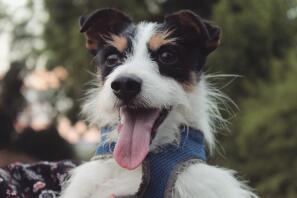 Toby en långhårig trefärgad jack Russel terrier