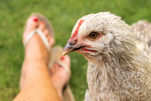 Närbild av kyckling med ben i bakgrunden