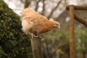 Buffy, den unga Buff Orpington