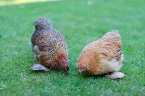 Henny & Penny Pekin Pair.