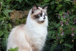 Ragdollkatt