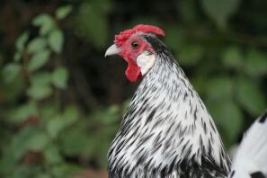 Silver Sebright cockerel.