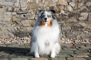 En vit, svart och brun shetland sheepdog satt på en stenväg