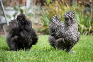 en svart silkiie och grå silkie