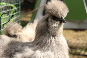 En av mina blå silkie-tjejer