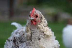 En fluffig vit och brun kyckling