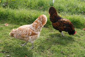 Chamois och Gold Spangled Thuringian bantams