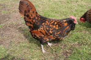 Guldspangled Thuringian bantam