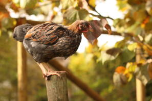 Wyandotte Cockerel med blå snörning