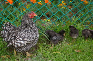 Kyckling med kycklingar i trädgården