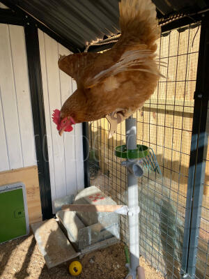 Kyckling på den fristående kycklingstången by 