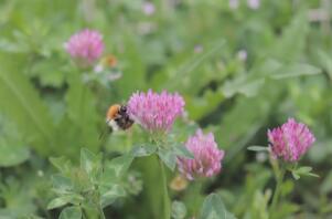 En vacker blomma som blir putsad av bin.