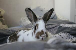 Kanin som ligger på sängen