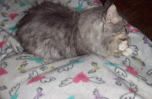 En gråvit katt satt på en filt inne i huset