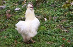 En vit fluffig kyckling på gräs