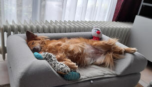 Hund som sover på Omlet Topology hundbädd med grått bolster