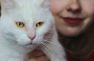 En vit katt med gula öGon som hålls av en kvinna