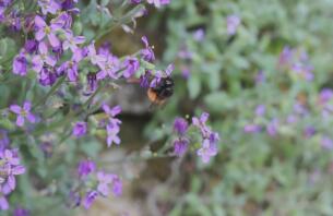 Bi på blomma