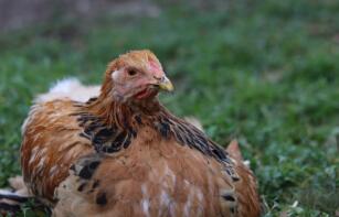 En kyckling som sitter på gräset