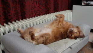 Hund som ligger upp och ner på sin Omlet Topology hundbädd med bolster