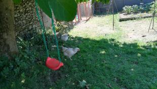 Två kycklingar som betar i en trädgård med en gunga