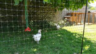 En vit kyckling i en trädgård bakom ett hönsstängsel