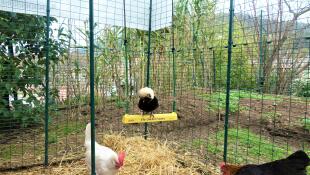 En kyckling som njuter av att sitta på en kycklingpall i en Omlet hönsgård.