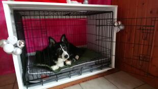 En svartvit hund som ligger på en säng i en Fido Studio