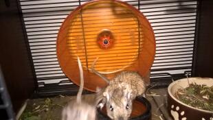 Perfekt hjul för gerbils 