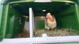 En kyckling i ett stort grönt Cube hönshus