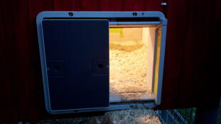 En Omlet automatisk dörröppnare med ljus för att guida kycklingarna hem!