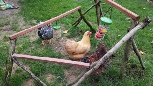 Höns med Omlet Caddi Godishållare och peckleksak