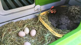 Kyckling i Eglu Cube stort hönshus och ägg