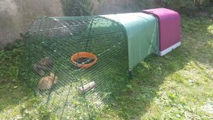 Omlet lila Eglu Go kaninhage med springa och kaniner i trädgården