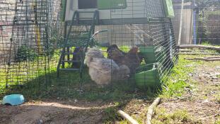 Tre kycklingar som hackar på lite mat i utbyggnaden av Eglu Cube .