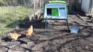 Två orange kycklingar i en trädgård med ett stort grönt Cube hönshus