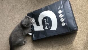 Moonpie älskar sitt nya kattströ!