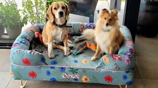 Beagle och shetland sheepdog