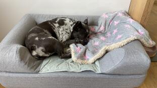En hund som sover på denna grå hundbädd med bolster