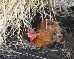 Kyckling som sitter i jord