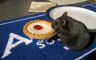 Norma älskar bakewell tårtor!