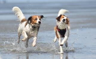 Två bruna och vita hundar som springer i havet