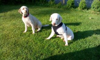 2x laGotto romagnolo på hundskolan